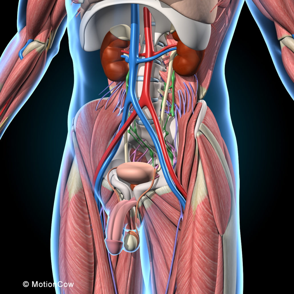 Afecțiunile organelor genitale
