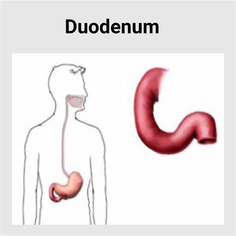 Duodenul