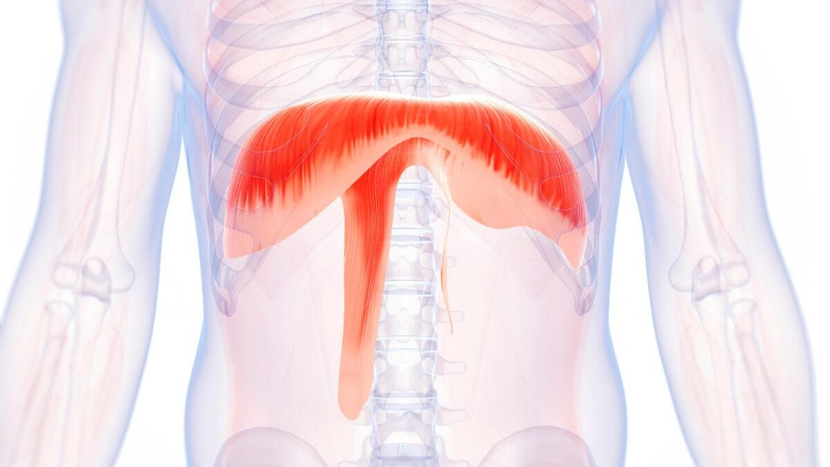 Diafragma. Membrana musculară