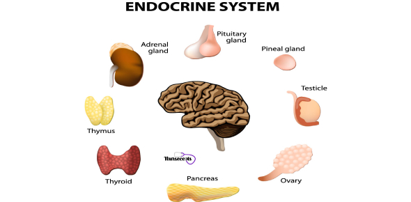 Ce sunt hormonii și care este rolul lor esențial în corpul uman?
