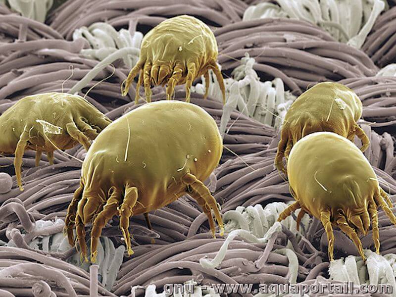 Ce mănâncă în general paraziții interni ai omului